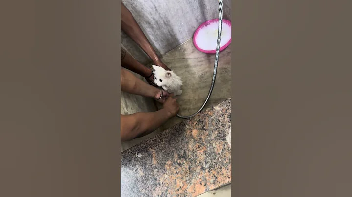 Video 8254061: persiancat cats catlover, persian cat bathing, persiancat catlover cute, persian cat house, first bath