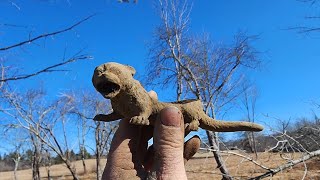 Metal Detecting An Awesome Property With Cellar Holes