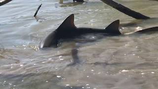 LARGE SHARK breaking trees in search of prey!!!