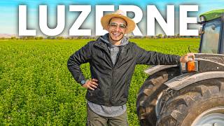 La culture de la luzerne au Maroc 