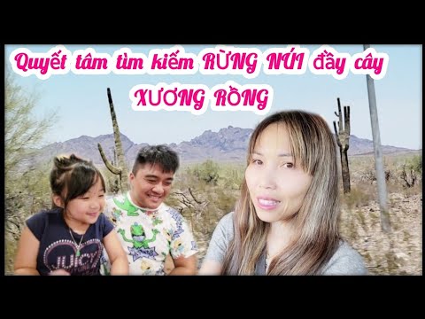 Video Quyết tâm tìm cho được cả RỪNG NÚI đầy cây XƯƠNG RỒNG... - youtube
