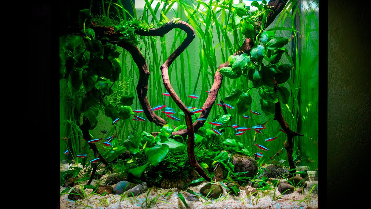 Construyendo un ECOSISTEMA para PECES TETRA | PASO A PASO