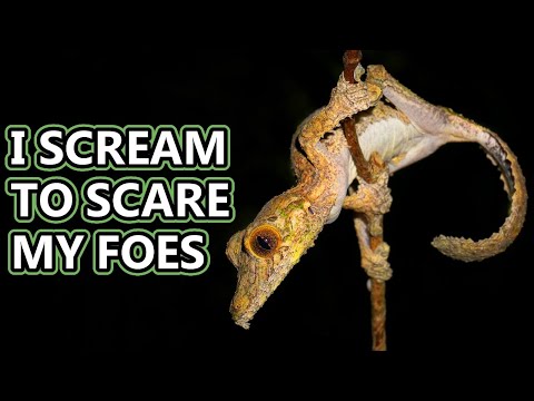 Leaf Tail Gecko facts: lizards with leafy tails | Animal Fact Files