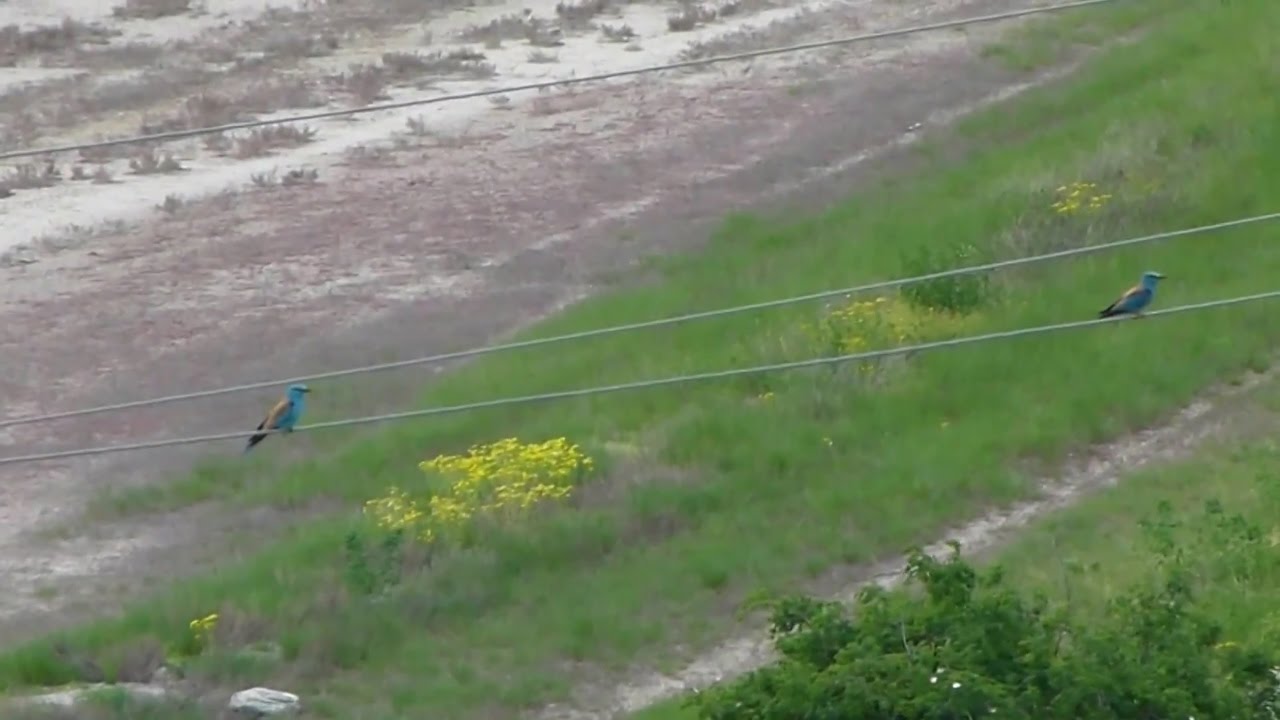 Сизоворонка (Coracias garrulus)