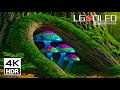 LG OLED 4K ULTRA HD Demo Video