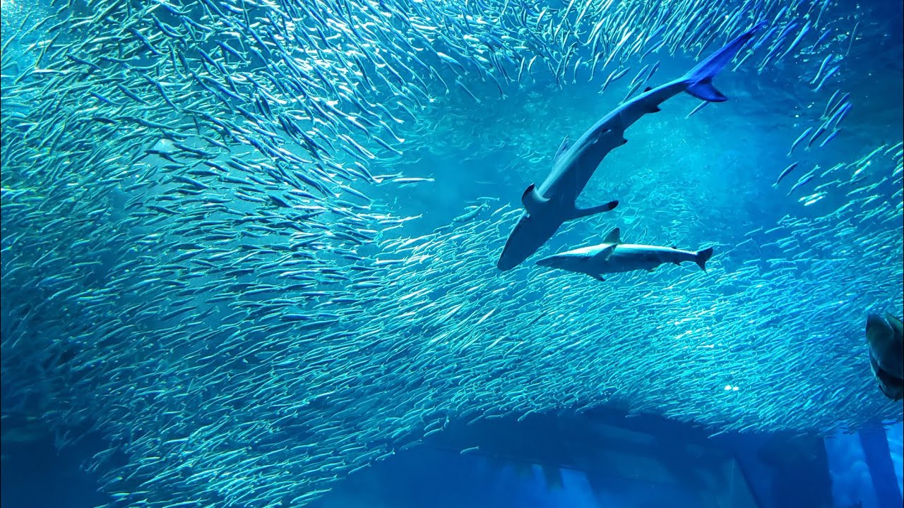 アクアワールド大洗水族館 サメがたくさん shark Aquarium - YouTube