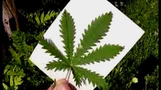 MARIJUANA CANNABIS impostor wannabe lookalike