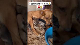 Together we can save these babies and give them a second chance of life#goviral#doglovers#🙏🆘