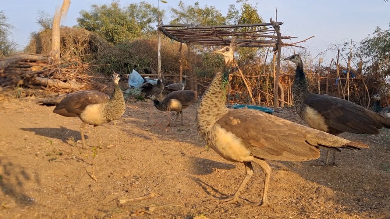 Amazing Indian Peacock Real Life line Animals/ Peacock Bird Indian 5 Peafowl Family/ Peacock Video 