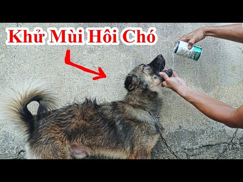 Video: Cách Khử Mùi Cơ Thể Cho Chó