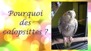 Explications Pourquoi Des Calopsittes ? Ondulées, Conures, Kakarikis