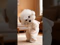 Dancing Dog इतना Cute कि Viral Ho Gaya 😍| Dog Comedy Shorts #shorts #shortsfeed #funnydog #labrador