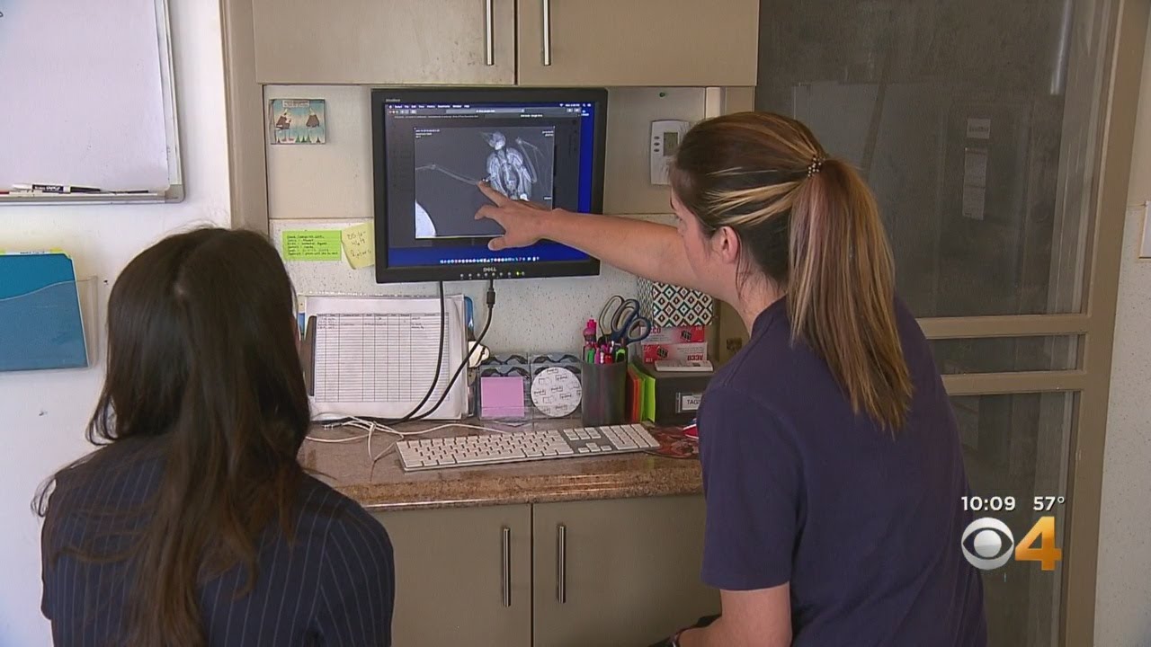 Birds Of Prey Shootings Hurting More Than Just Birds