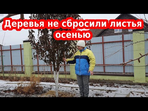 Деревья не сбросили листья осенью. Что делать, как помочь перезимовать