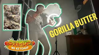 Gorilla Butter Strain Review | KUSH NO KETCHUP