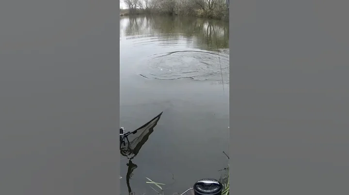 My world! #carp #fishing #carpfishing - DayDayNews