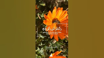 مقطع تلاوة رائعا خاشعة سورة النجم بصوت الشیخ حامد ولی زاده #القران #تلاوات_خاشعة #تلاوة #القرآن