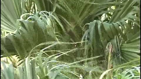 Florida footage 4 MPEG 4 Improved NTSC for CD