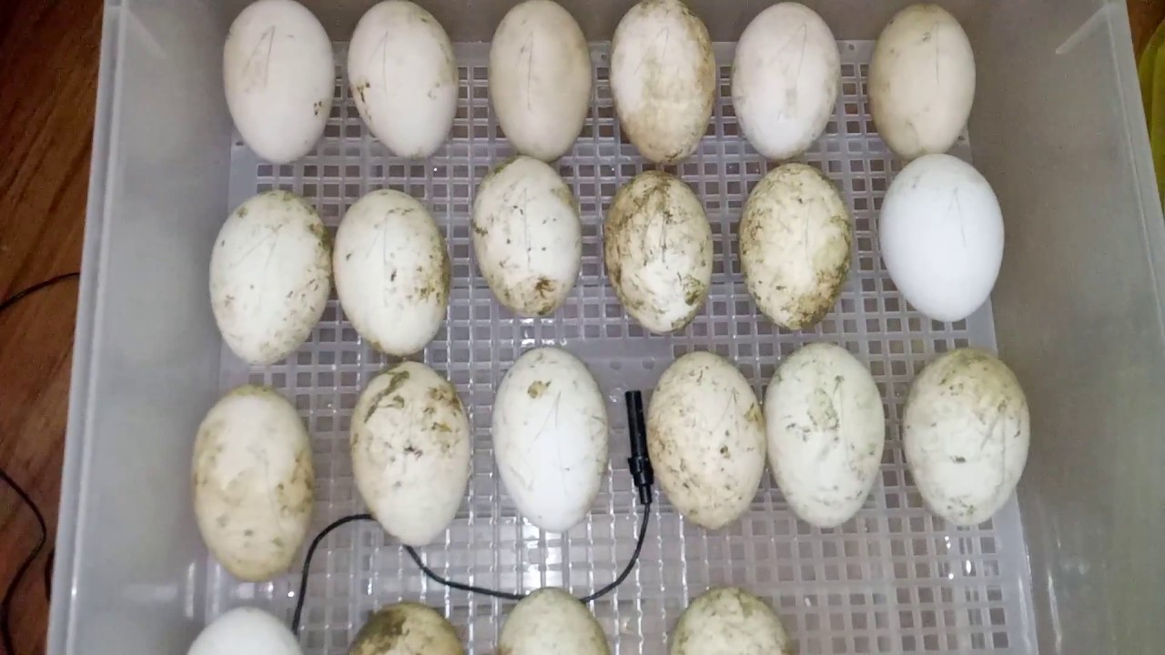 Como incubar ovos de ganso na chocadeira eléctrica. Día 1° YouTube