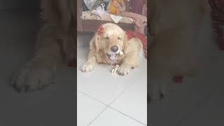The Queen has arrived.👑 #goldenretriever #dogs #viralshort #doglove