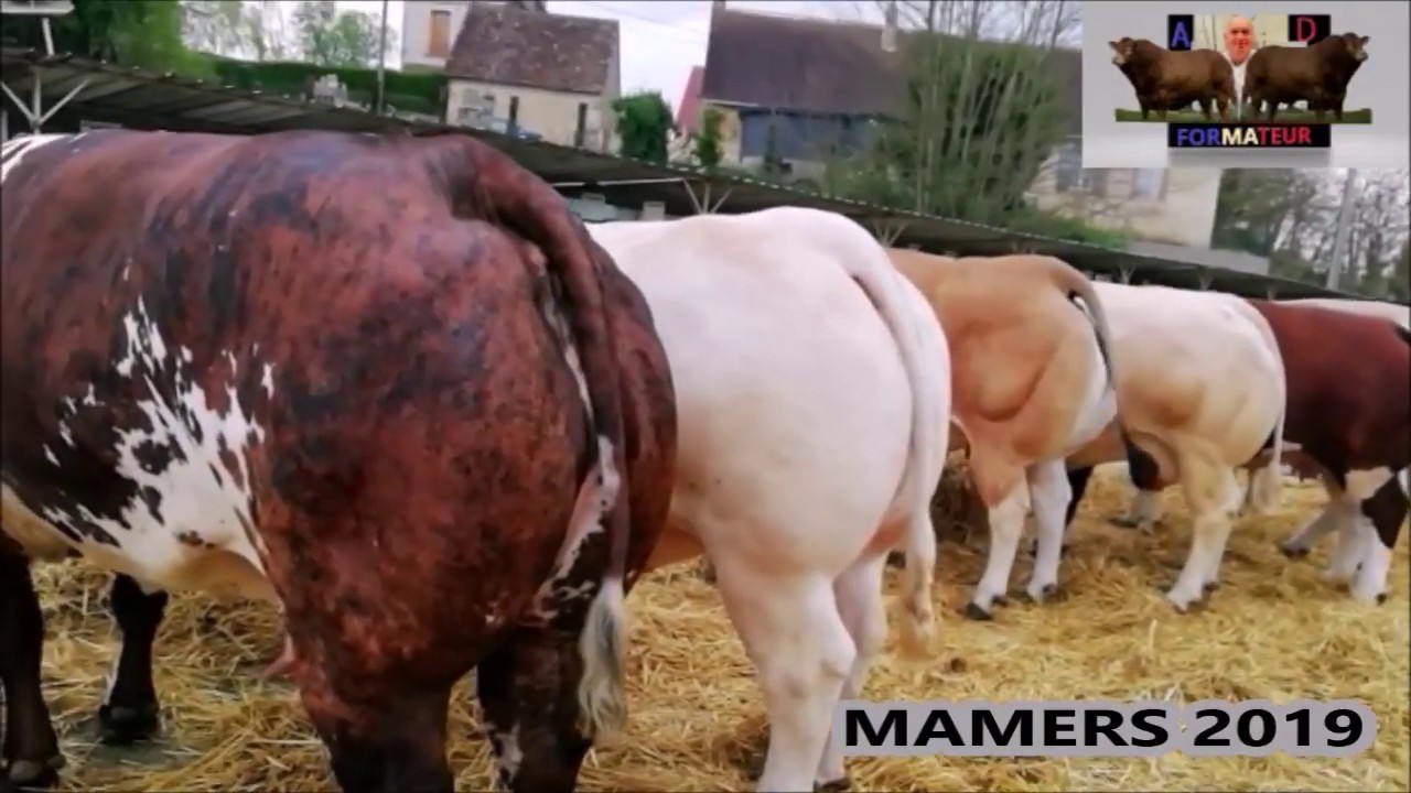 le marché des  bestiaux ! les 3 jours de Mamers 2019