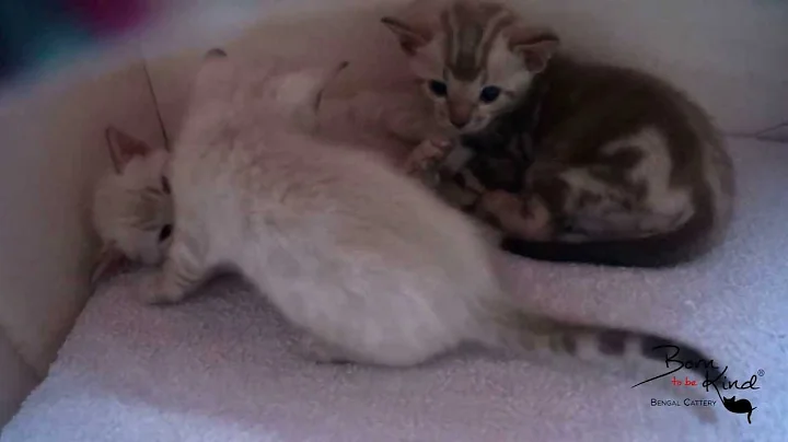 Video 6873991: snow bengal kitten, bengal kitten first, born bengal, litter