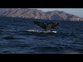 BAHÍA MAGDALENA - Santuario de la Ballena Gris en Baja California Sur.