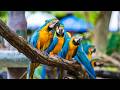 Rain and Birdsong to Rest Your Mind 🌧️🍃 Deep Relaxation to Settle Racing Thoughts and Melt Stress