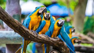 Rain and Birdsong to Rest Your Mind 🌧️🍃 Deep Relaxation to Settle Racing Thoughts and Melt Stress