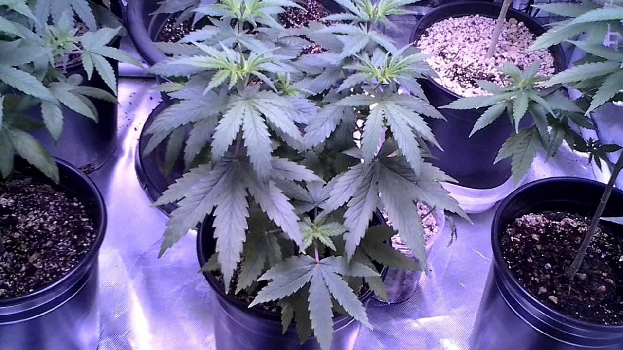 New Flower and Veg update 