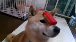柴犬小春kohachannel Youtube