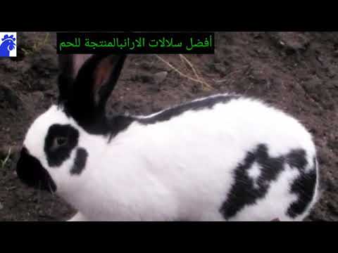 فيديو: ما هي سلالات الأرانب الأفضل للحوم