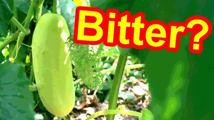 How to Prevent & Fix Bitter Cucumbers: Expert Tips & Solutions