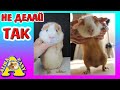 ИСТОРИЯ СПАСЕНИЯ Морской Свинки НАФАНИ / ЧЕМ Я КОРМЛЮ МОРСКИХ СВИНОК / Alisa Easy Pets