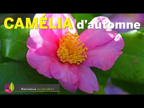 Vidéo: Acariens des bourgeons de camélia : que faire contre les acariens sur les camélias ?