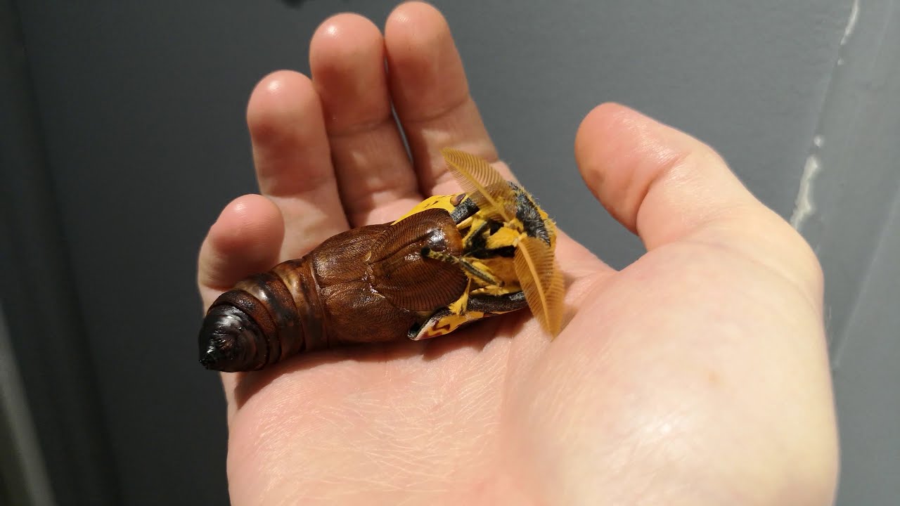 Argema mittrei (Comet Moth) emergence