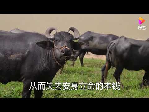 古人讲“只有累死的牛，没有耕坏的田”，这句话背后有什么深意？