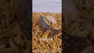 Real Ant Battle for Survival | Amazing Insect Fight 🐜 #Nature #Shorts