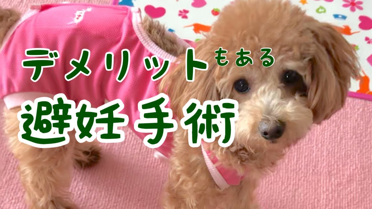 トイプードルの避妊手術 メリットデメリットと術後の変化 Youtube