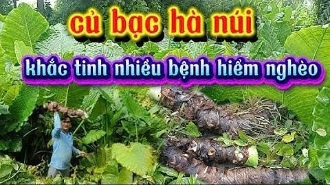 CỦ BẠC HÀ NÚI :". Khắc tinh rất nhiều bệnh hiểm nghèo ". 0378761316 .