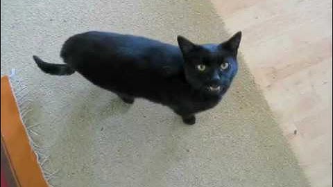 miauw mix
