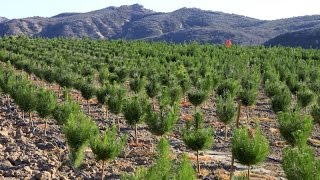 Raising Christmas Trees: How A Family-Run Christmas Tree Farm Grows Its Trees