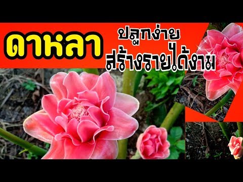 ดอกดาหลา ประดับได้ ขายดี สร้างรายได้งาม | Torch Ginger  [พืชเศรษฐกิจตัวใหม่]