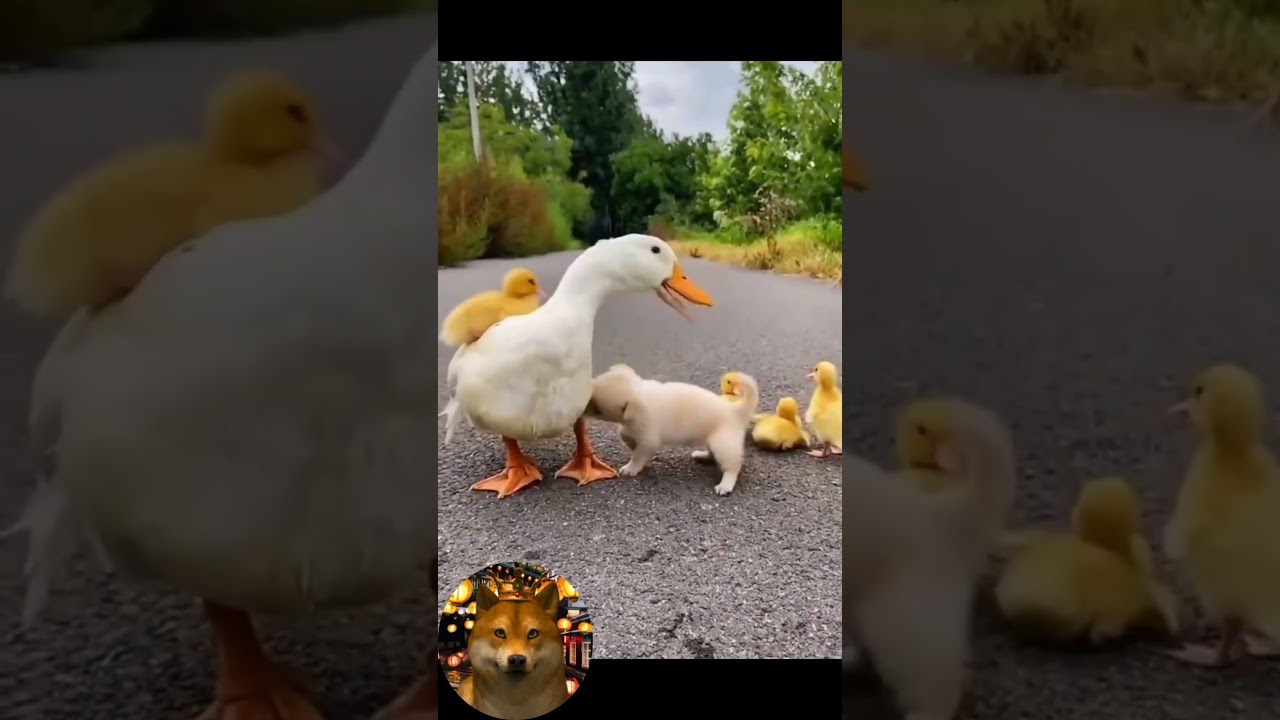 Monkey Cleaning Sink, Duck Carrying Ducklings, Furious Monkey