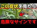 【トマト】要注意!これと同じ症状がでたら○○が過剰になっています。【家庭菜園】
