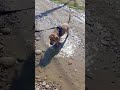 #лужи #лабрадор #собака #lucky #топ #юмор #goldenretriever #прикол #собаки #животные