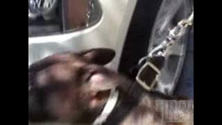 THE REAL MAKERS OF GANGSTAS N THUGS