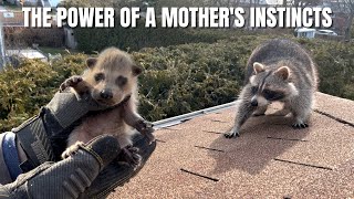 The Power of a Mother's Instincts  Raccoon Mom's Heroic Actions Caught on Camera