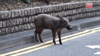 Download Lagu 野豬闖入港鐵烏溪沙站一帶　晚上被麻醉槍射中制伏 MP3