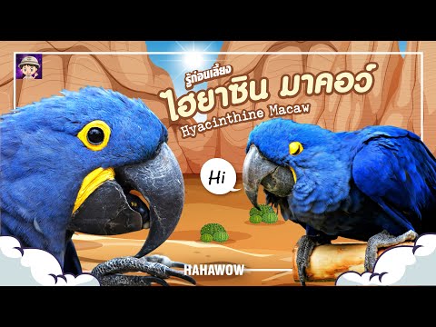 ไฮยาซิน มาคอว์ ..นกแก้ว ขนาดใหญ่ที่สุดในโลก